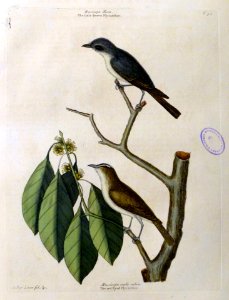 The red Eyed Flycatcher