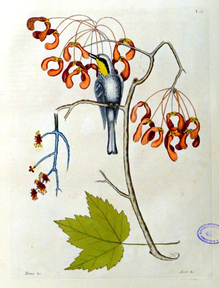 Parus