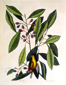 Parus luteus