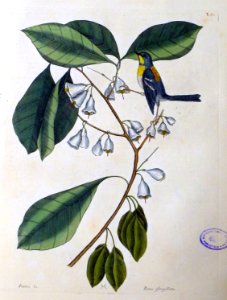 Parus fringillarius