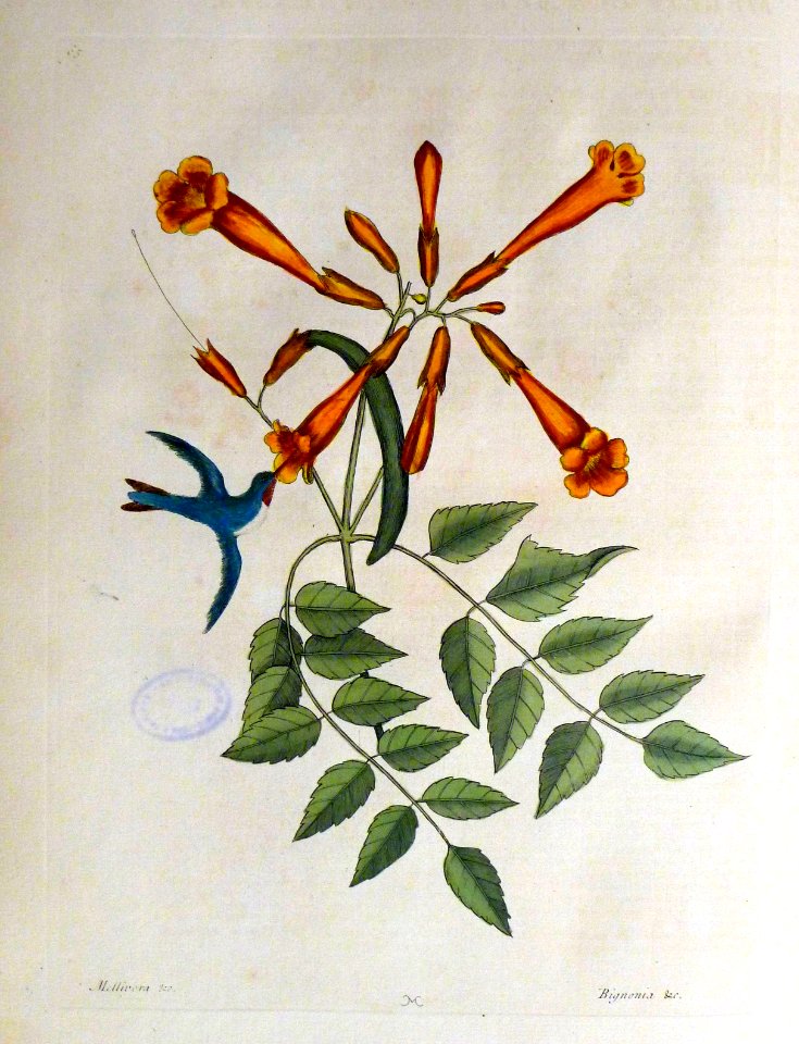 Mellivora