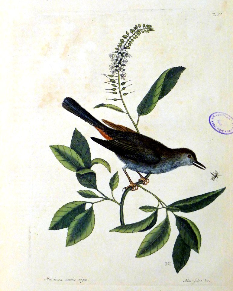 Muscicapa vertice nigro