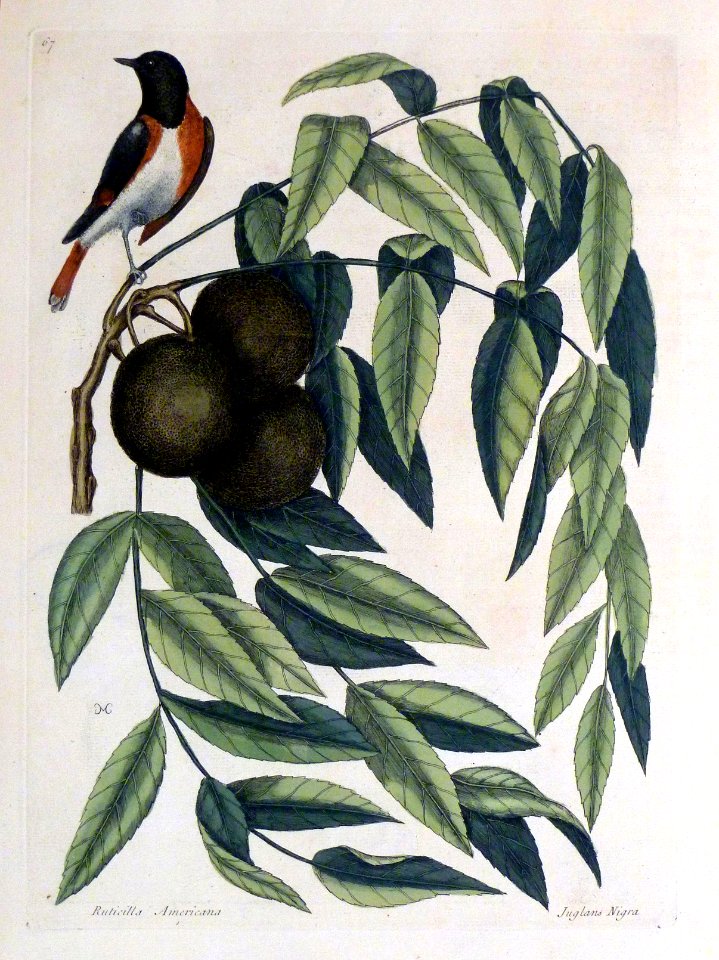 Ruticilla Americana