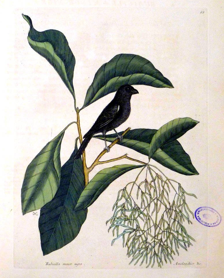 Rubicilla minor nigra
