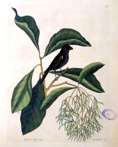 Rubicilla minor nigra