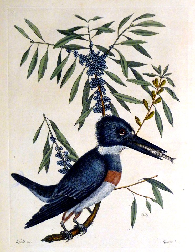 Ispida