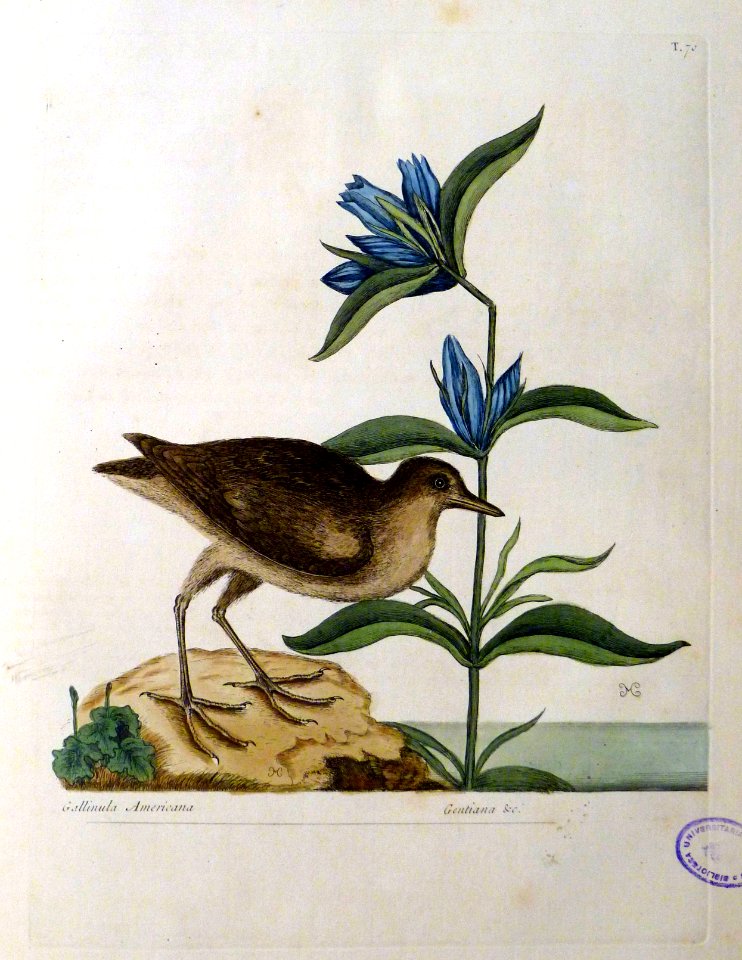 Gallinula Americana