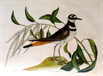 Pluvialis vociferus