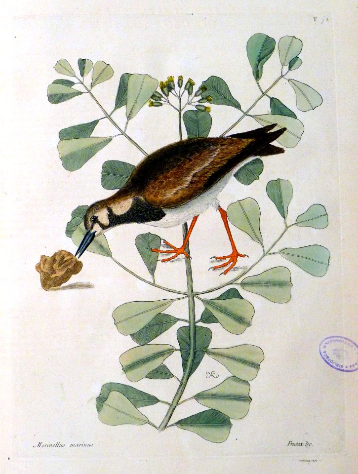 Morinellus marinus