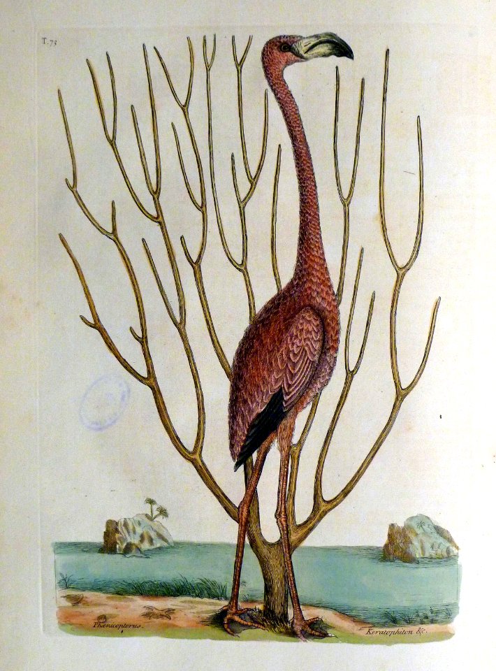 Phoenicopterus