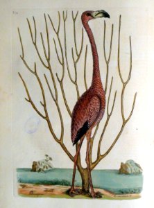 Phoenicopterus