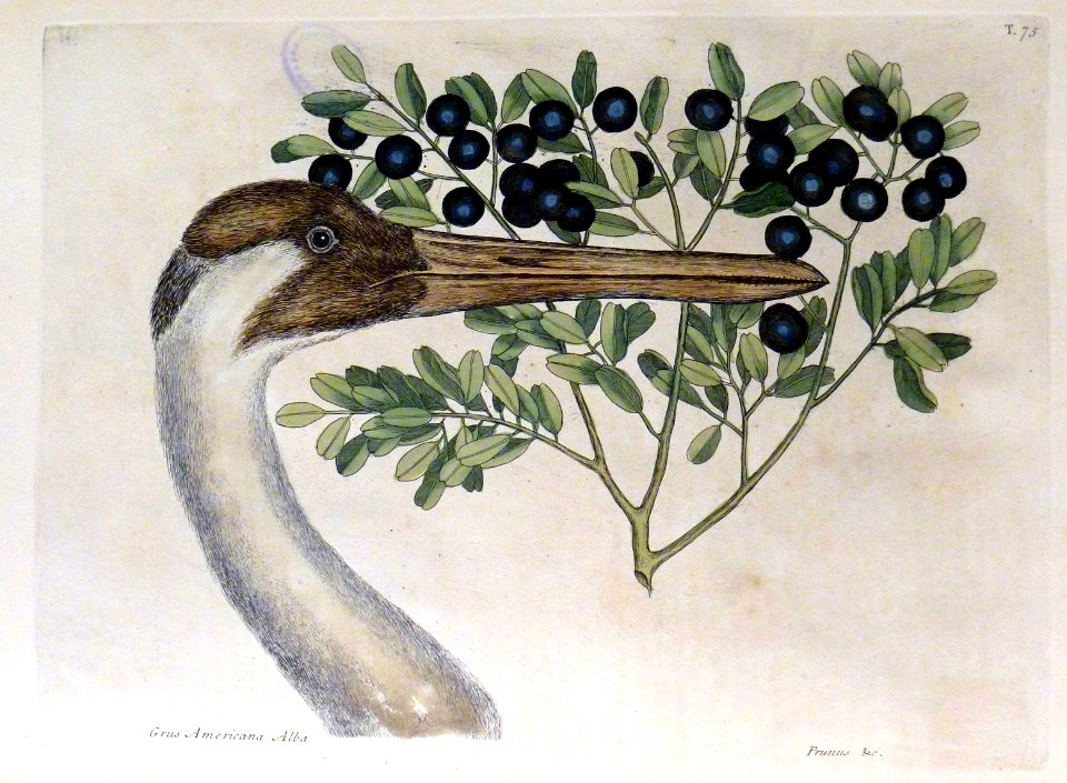Grus Americana Alba
