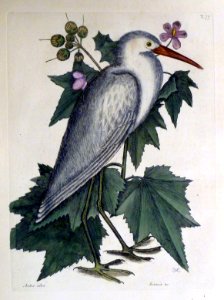 Ardea alba