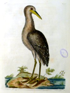 Ardea Stellaris
