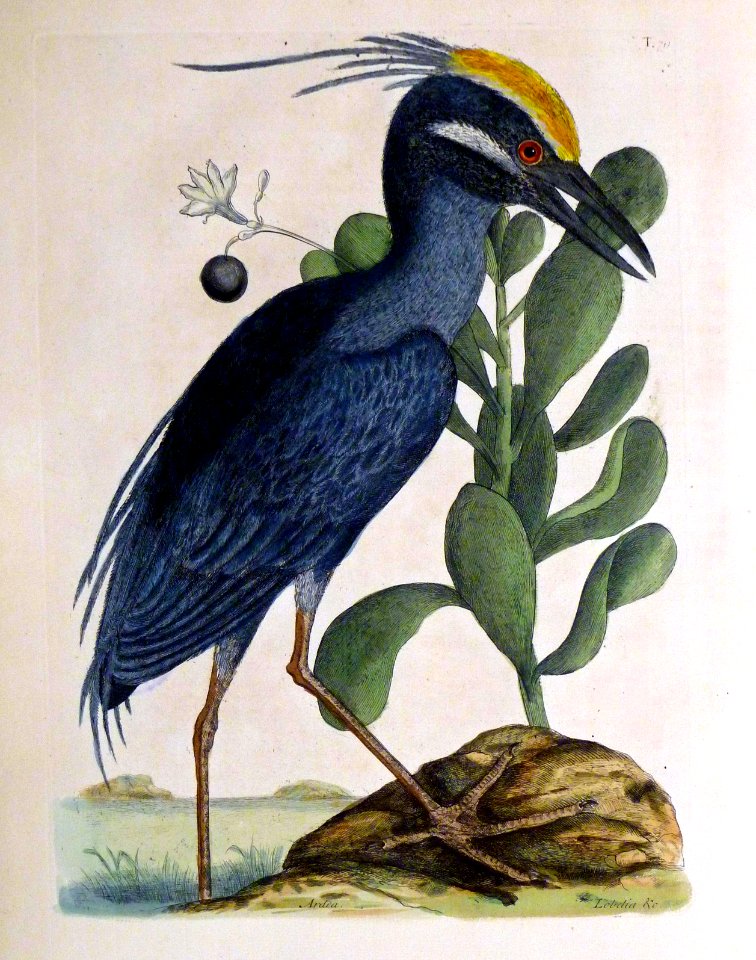 Ardea