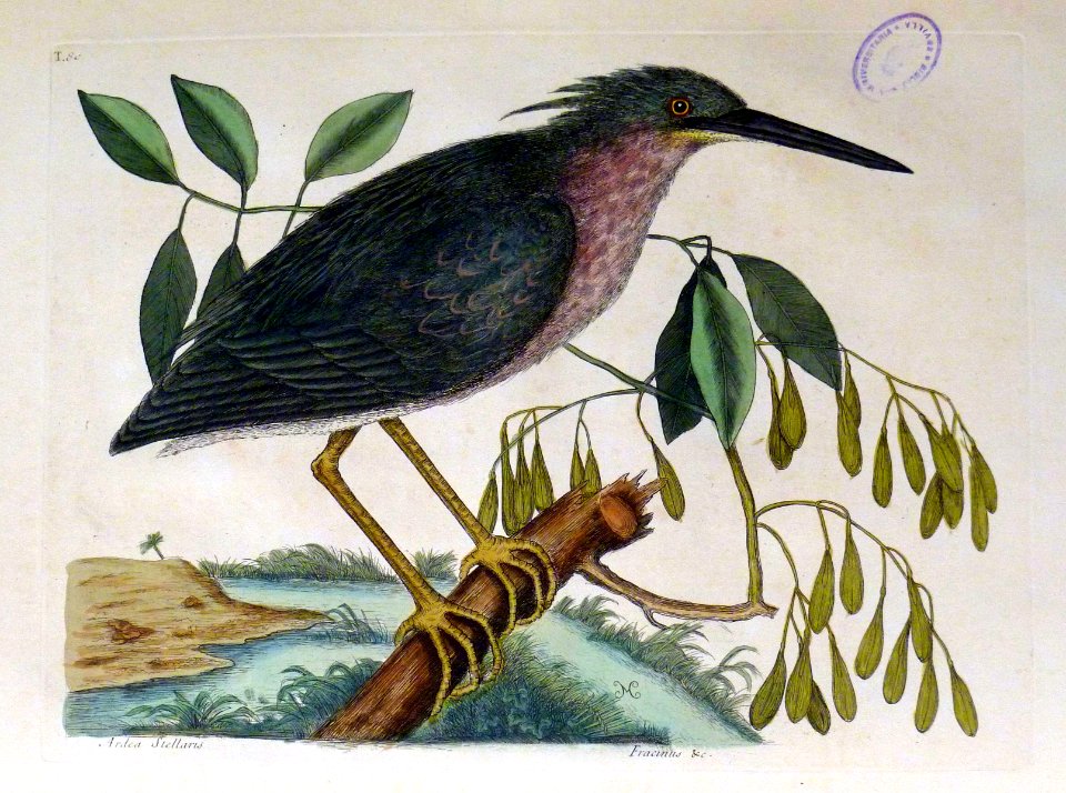 Ardea Stellaris