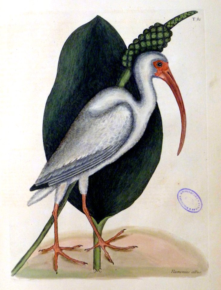 Numenius Albus