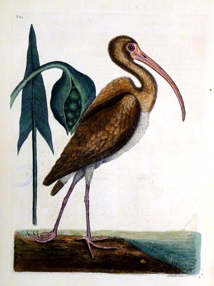 Numenius