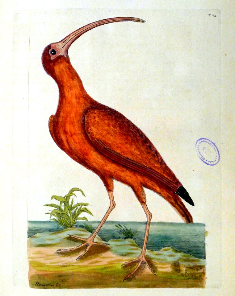 Numenius