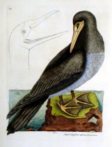 Anseri Bassano Affinis Fusca Avis