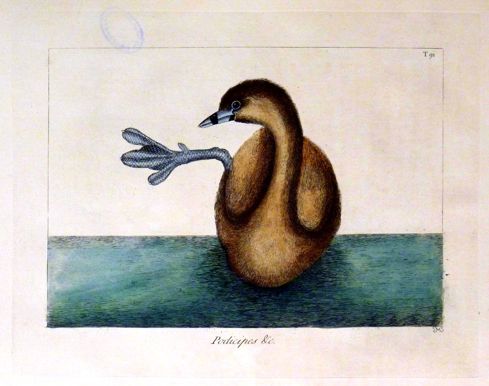 Podicipes Minor