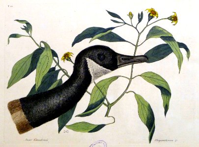 Anser Canadensis