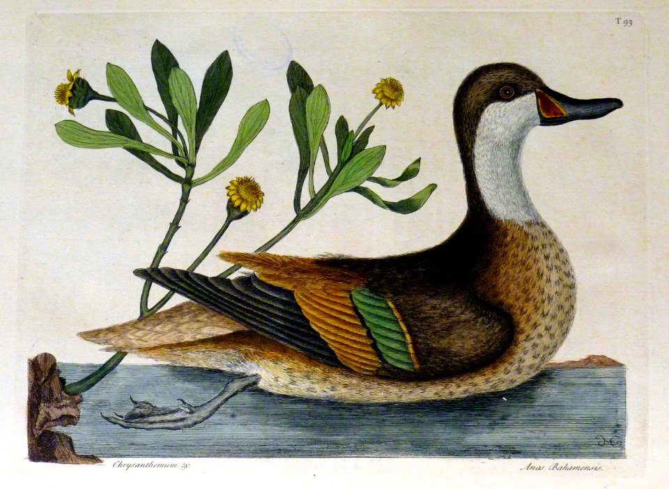 Anas Bahamensis