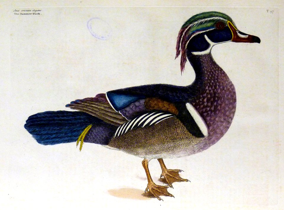 The Summer Duck