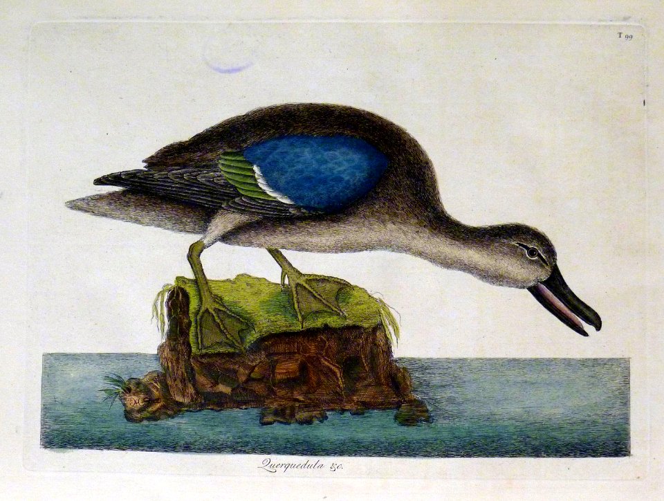 Querquedula