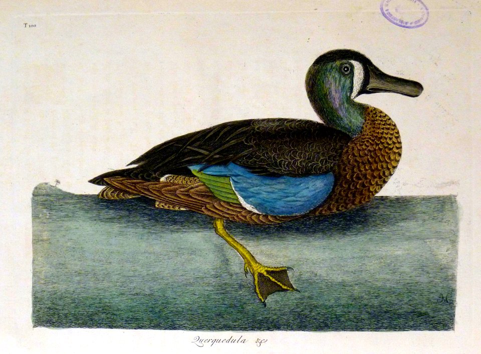 Querquedula