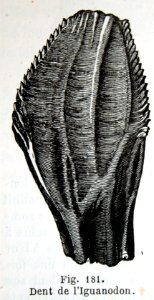 "Dent de l'Iguanodon".