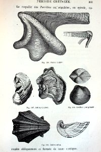 "Perna mulleti, Ostrea couloni, Cardium peregrinum, Janira…