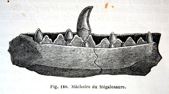 "Máchoire du Mégalosaure".. Free illustration for personal and commercial use.