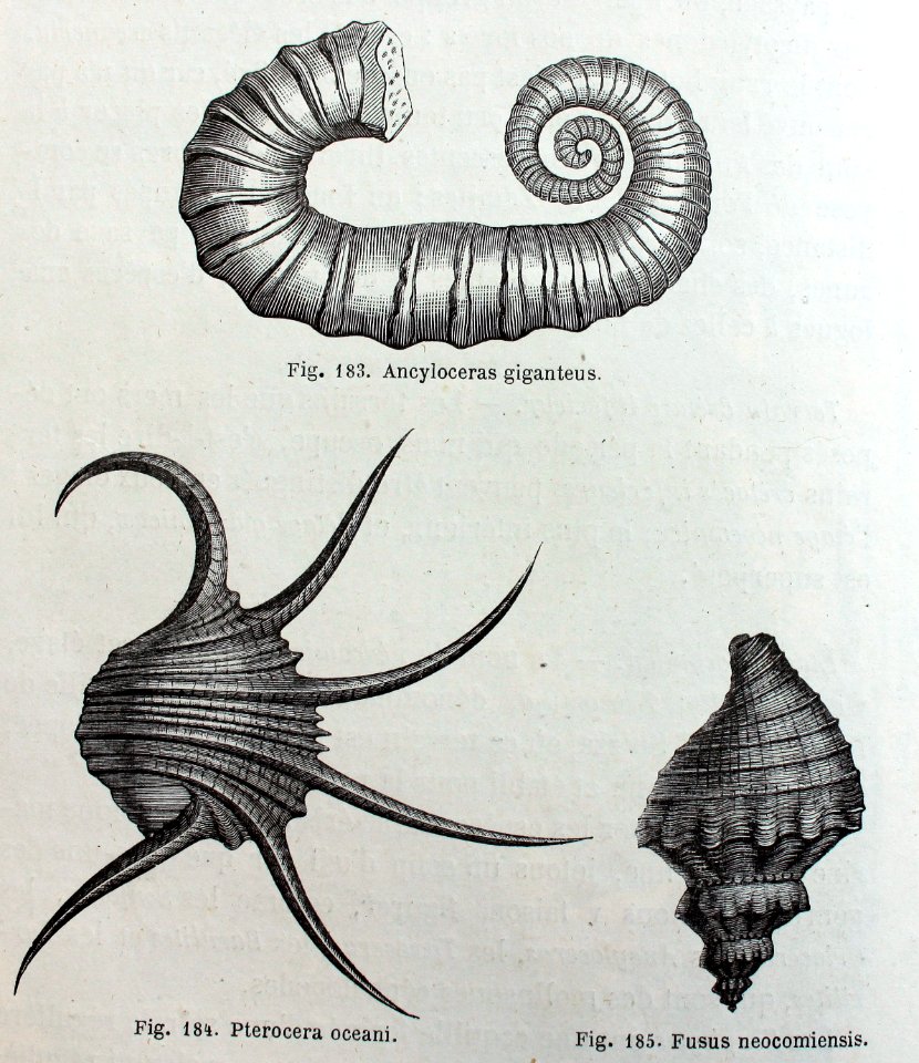 "Ancyloceras giganteus, Pterocera oceani, Fusus neocomiens…