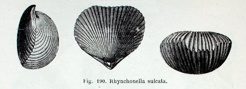 "Rhynchonella sulcata".
