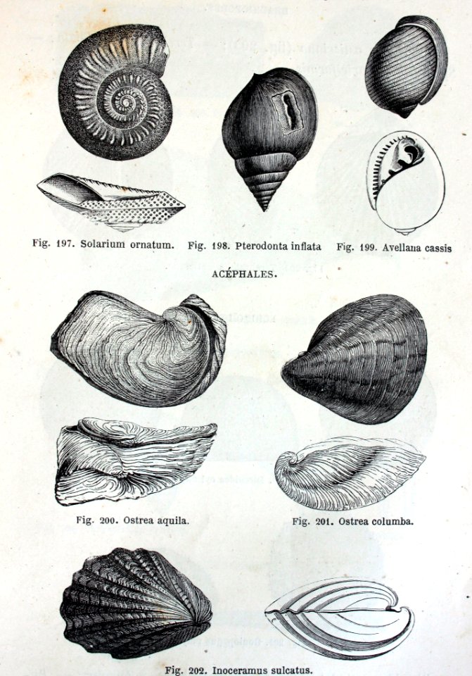 "Solarium ornatum..."