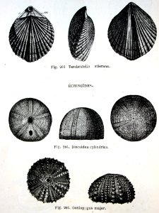 "Terebratelia stierana, Discoidea cylindrica, Goniopygus m…