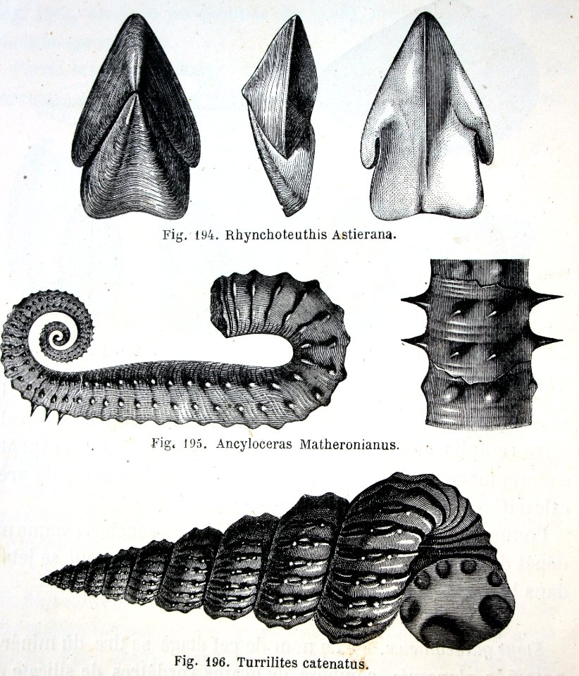 "Rhynchoteuthis Astierana, Ancyloceras Matheronianus, Turr…
