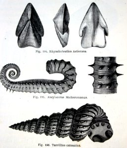 "Rhynchoteuthis Astierana, Ancyloceras Matheronianus, Turr…