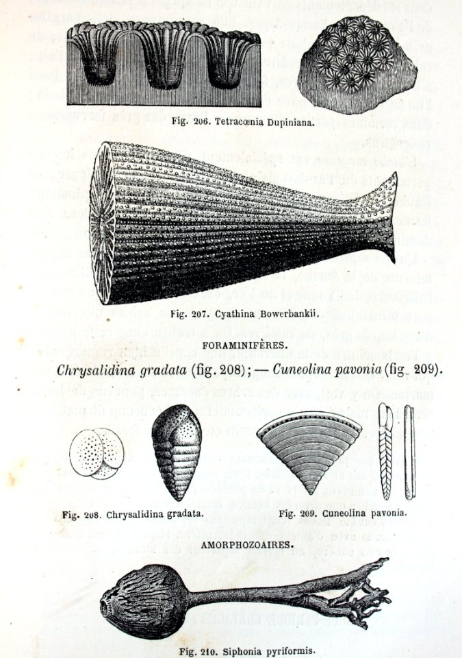 "Tetracoenia dupiniana,..."