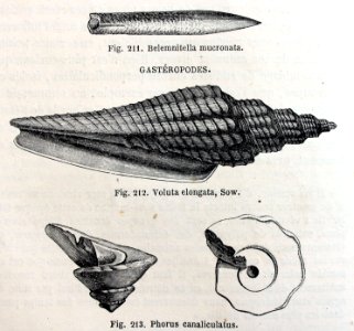 "Belemnitella mucronata, Voluta elongata, sow, Phorus cana…