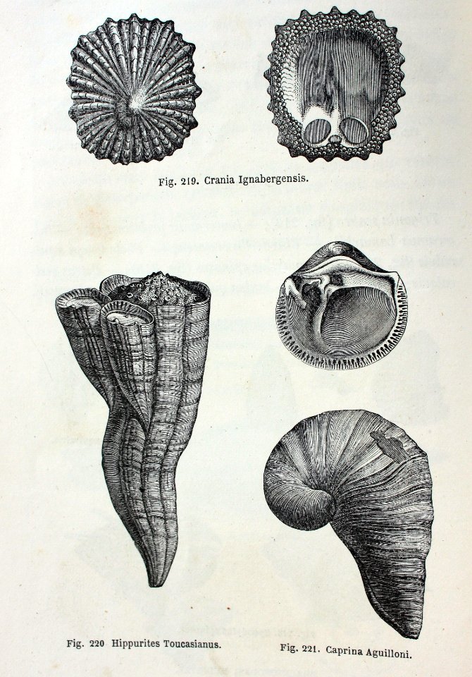 "Crania Ignabergensis, Hippurites Toucasianus, Caprina Agu…