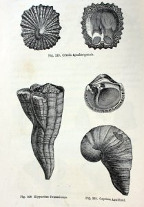 "Crania Ignabergensis, Hippurites Toucasianus, Caprina Agu…