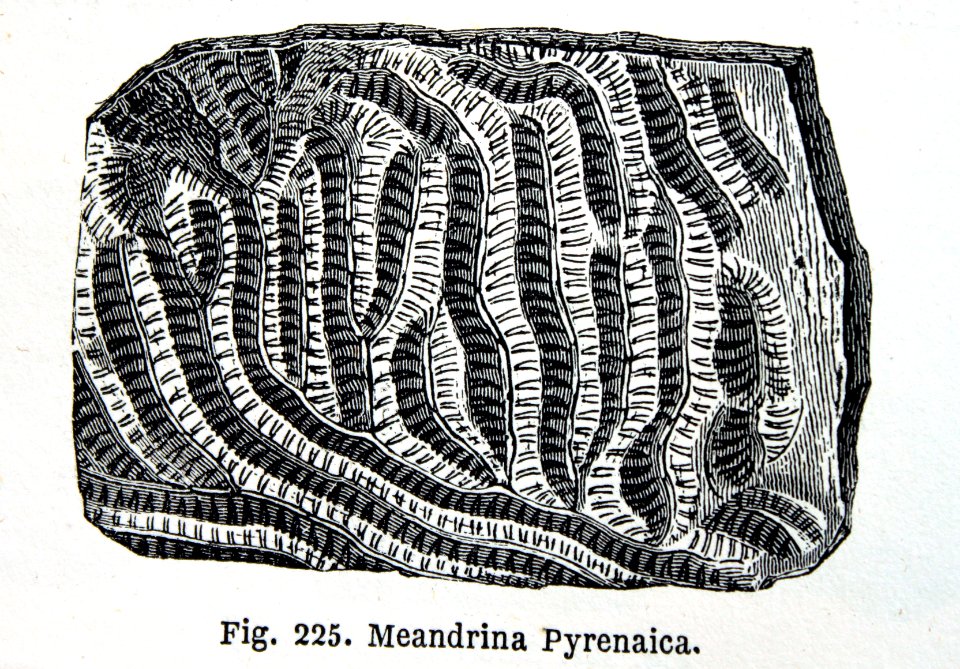 "Meandrina Pyrenaica".