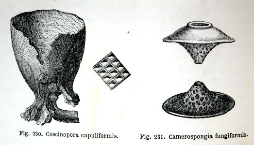 "Coscinopora cupuliformis, Camerospongia fungiformis".