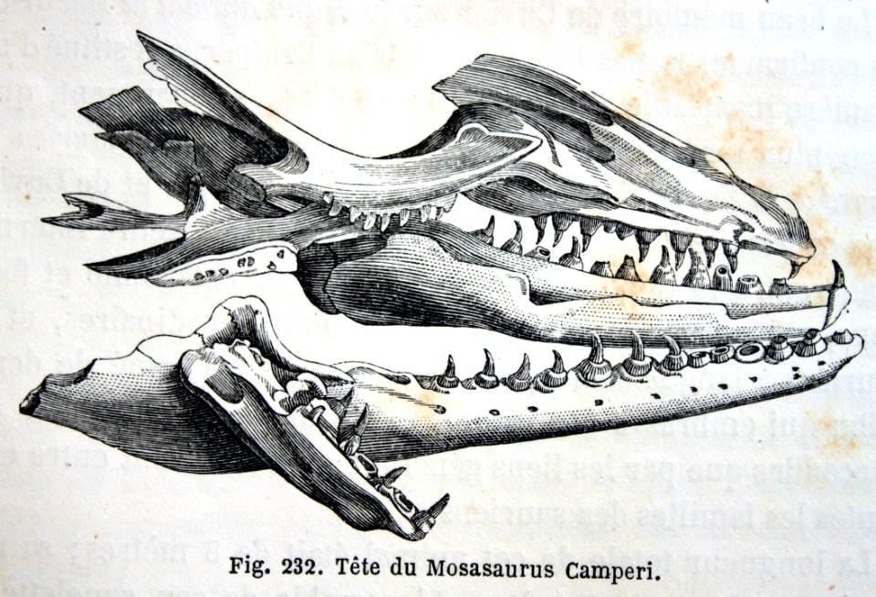 "Tête du Mosasaurus Camperi".