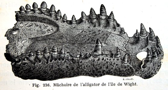 "Machoire de l'alligator de l'ile de Wight".