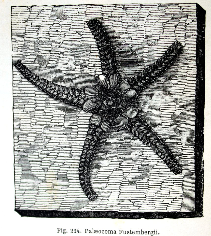 "Palaeocoma Fustembergii".