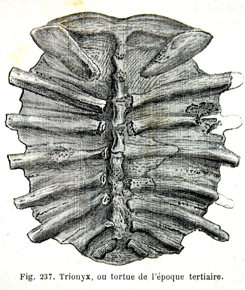 "Trionyx, ou tortue de l'époque tertiaire".