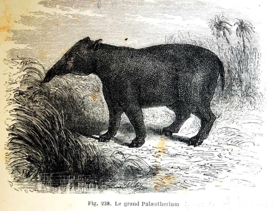 "Le grand Palaeotherium".